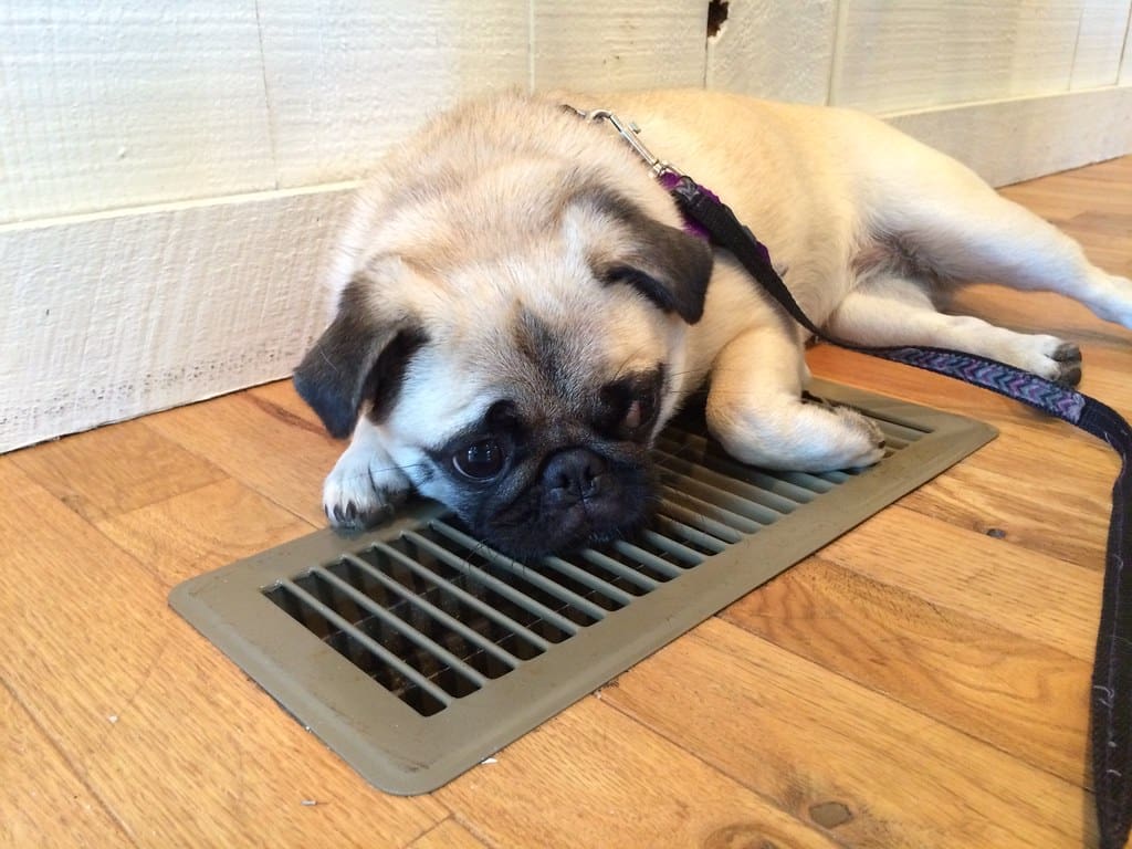 modern air conditioning vent installed in a ceiling, demonstrating its critical role in room temperature control and airflow management. The vent is an integral component of a central air conditioning system, essential for distributing conditioned air evenly throughout residential and commercial spaces. The photo highlights the vent's sleek design, which complements contemporary interior aesthetics while efficiently managing airflow. The adjustable louvers of the vent allow precise control over the direction and volume of air, enabling users to customize room temperature to their comfort. This feature is vital for maintaining consistent temperature levels and preventing hot or cold spots within the room. The visual representation underscores the importance of proper vent placement and adjustment for optimal HVAC performance and energy efficiency. Efficient airflow control through the vent contributes to improved indoor air quality by facilitating better air circulation and reducing the buildup of allergens and pollutants. The image also emphasizes the necessity for regular maintenance, including cleaning and inspection, to prevent blockages and ensure the longevity of the air conditioning system. Advanced vent designs showcased in the image include features like noise reduction and enhanced air filtration, promoting a quieter and healthier indoor environment. This comprehensive depiction of an AC vent encapsulates its pivotal role in modern HVAC systems, highlighting its contributions to effective room temperature control, energy conservation, and superior air quality management. The visual also aligns with best practices for HVAC maintenance and the selection of high-quality vent components to optimize system performance and sustainability, ensuring comfort and efficiency in both living and working spaces, pug trying to stay cool by an ac vent on hot day in los angeles