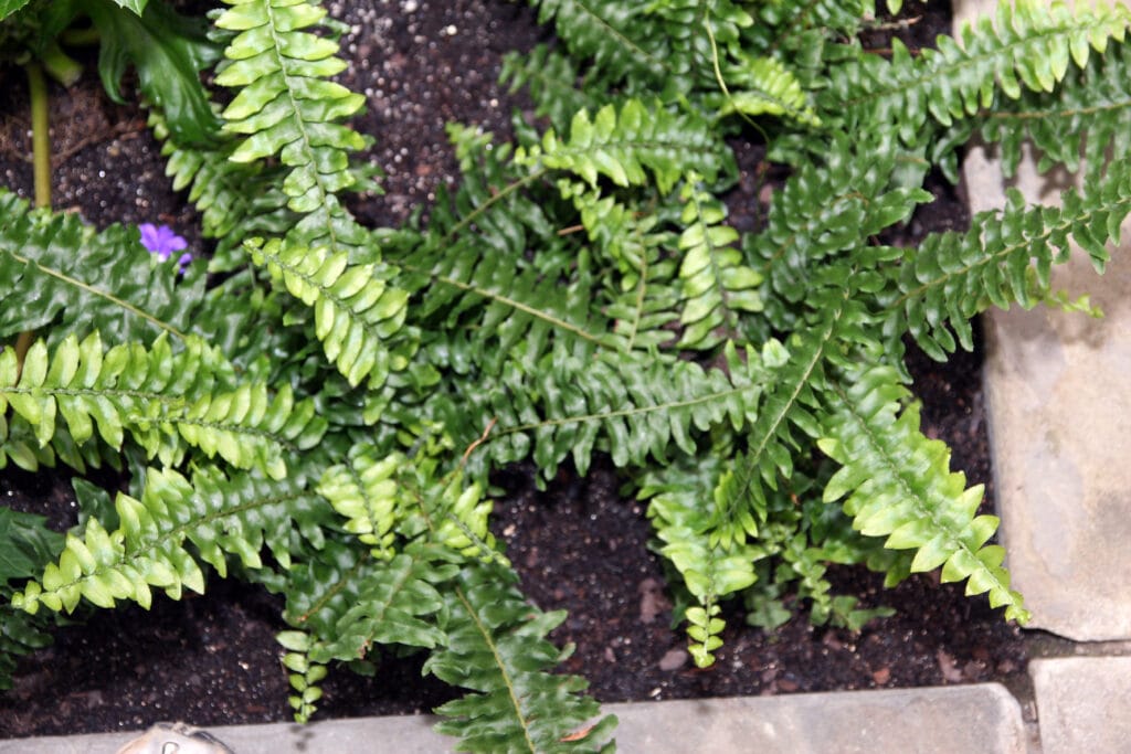 Boston Fern (Nephrolepis exaltata)