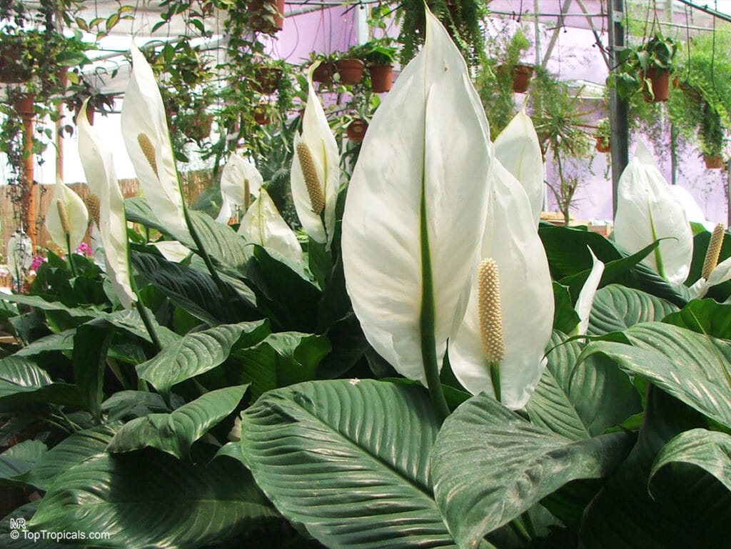 Peace Lily